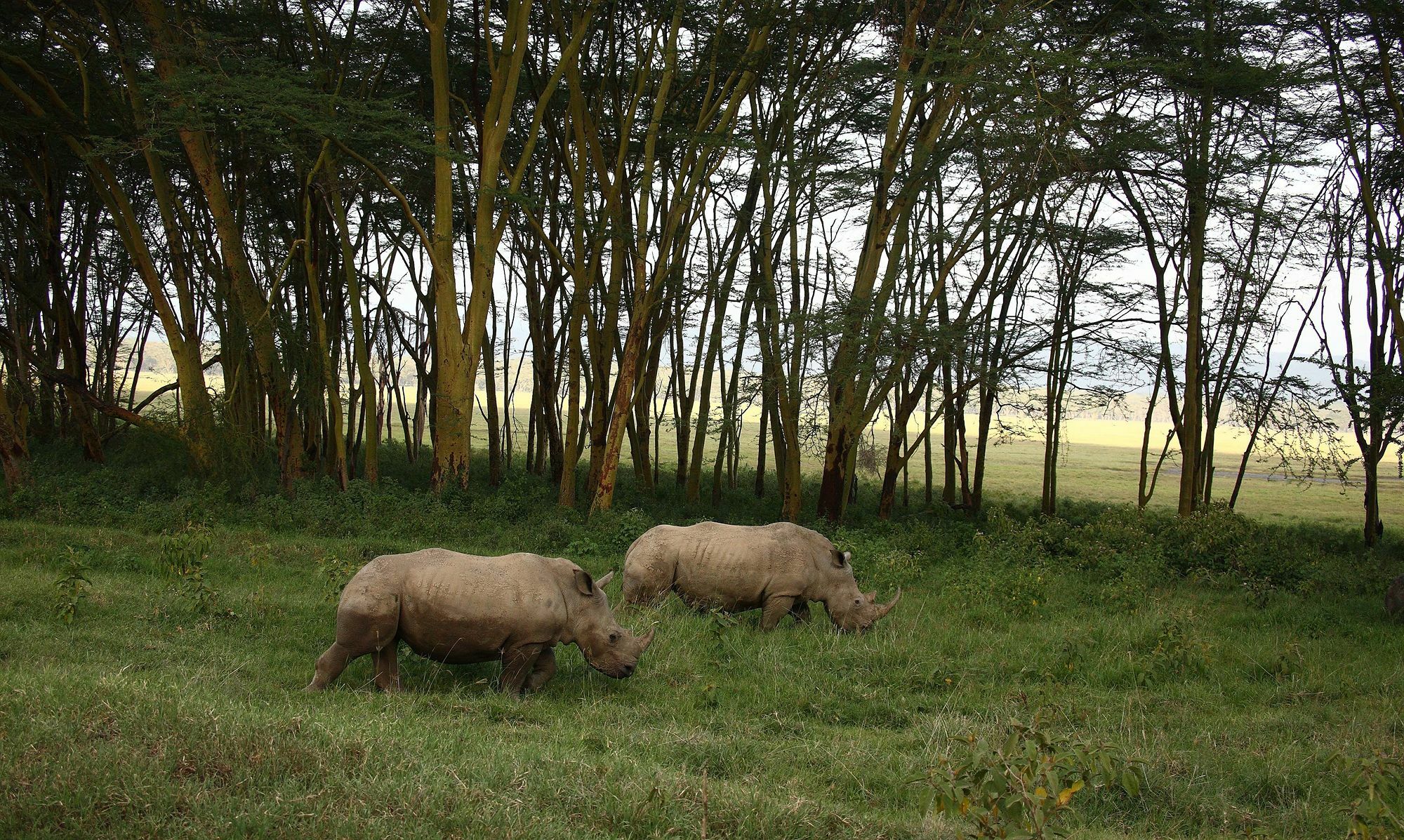 Sarova Lion Hill Game Lodge Накуру Екстер'єр фото